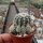 Gymnocalycium bruchii
