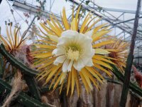 Selenicereus grandiflorus