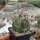 Astrophytum senile