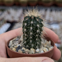 Pachycereus pringlei