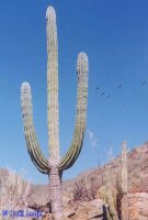 Pachycereus pringlei