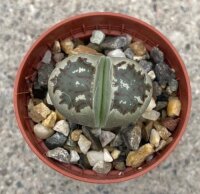 Lithops karasmontana ssp. bella