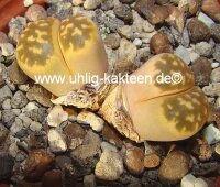 Lithops karasmontana ssp. bella