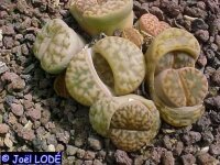 Lithops bromfieldii