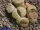 Lithops bromfieldii