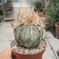 Astrophytum senile v. aureum