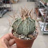 Astrophytum senile v. aureum