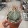 Astrophytum senile v. aureum
