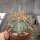 Astrophytum senile v. aureum