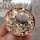 Lithops terricolor