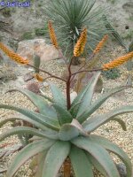 Aloe marlothii