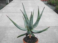 Aloe marlothii