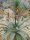 Aloe marlothii