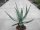 Aloe marlothii