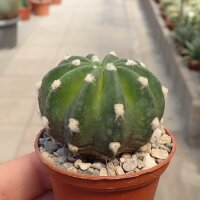 Echinopsis subdenudata