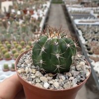 Melocactus bahiensis