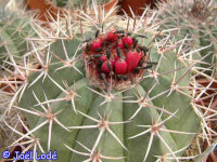 Melocactus bahiensis