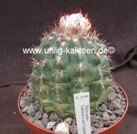 Melocactus bahiensis