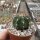 Melocactus bahiensis