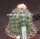 Melocactus bahiensis