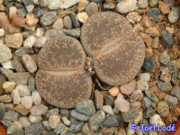 Lithops aucampiae