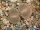 Lithops aucampiae
