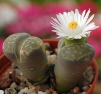 Lithops salicola