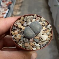 Lithops salicola