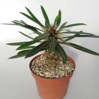 Pachypodium lamerei