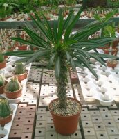 Pachypodium lamerei