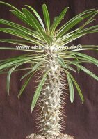 Pachypodium lamerei
