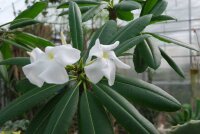 Pachypodium lamerei