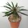 Pachypodium lamerei