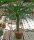 Pachypodium lamerei