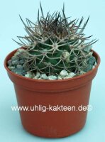Pyrrhocactus bulbocalyx
