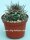 Pyrrhocactus bulbocalyx
