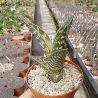 Aloe variegata