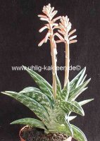 Aloe variegata
