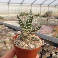 Aloe variegata