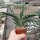 Aloe variegata
