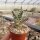 Aloe variegata