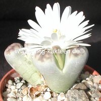 Lithops karasmontana v. lericheana