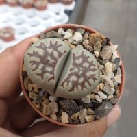 Lithops dorotheae