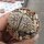 Lithops dorotheae