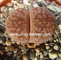 Lithops hookeri v. susannae