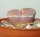 Lithops hookeri v. susannae