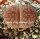 Lithops hookeri v. susannae