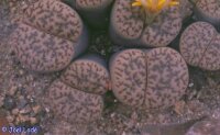 Lithops bromfieldii v. mennellii