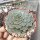 Graptopetalum bellum