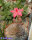 Graptopetalum bellum